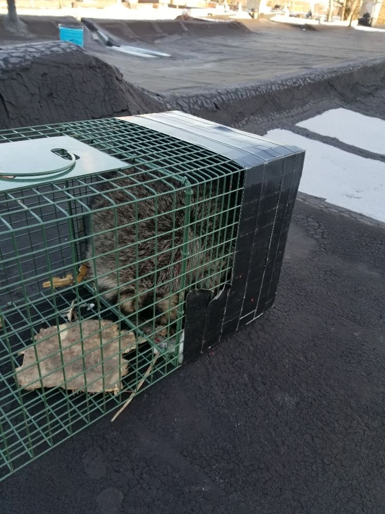 DelVal Wildlife Nuisance Control Image